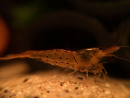 Tangerine Tijgergarnaal